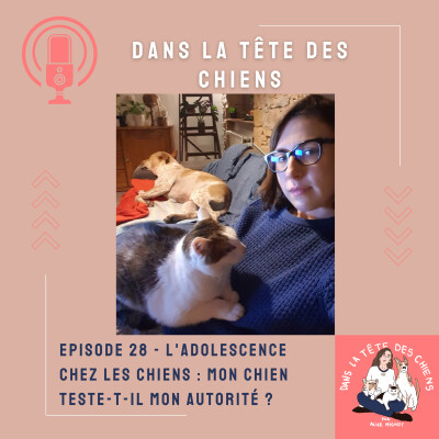Adolescence chez les chiens : mon chien teste-t-il mon autorité ?